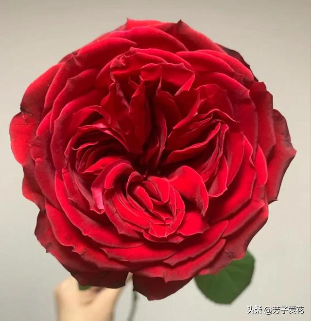 紫玫瑰代表什么，紫色玫瑰代表什么意思（各不相同的红色——十五种经典的红玫瑰）