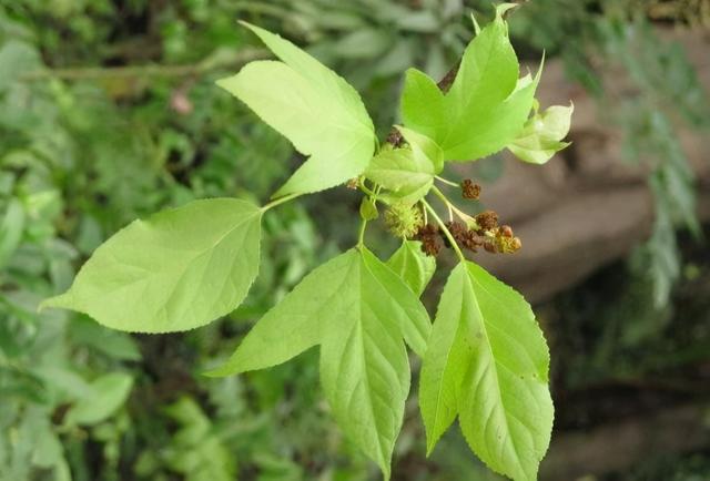 一半枫树一半荷树叫半枫荷呵(一半像荷树,人称"半枫荷",你见过吗?