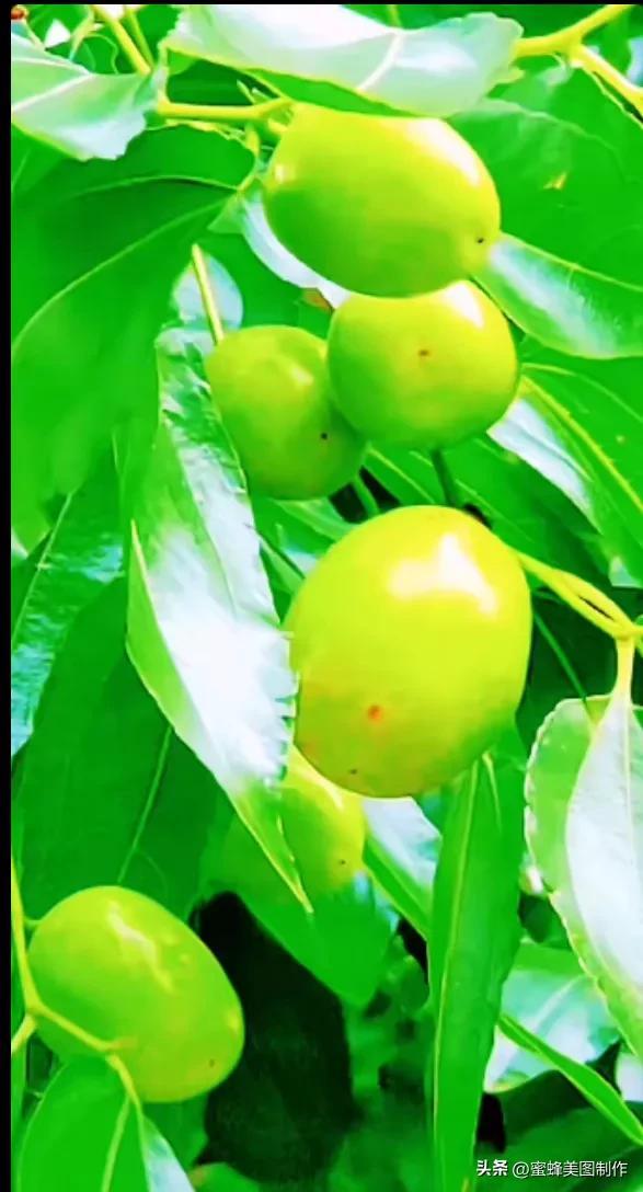 四个季节各有什么水果和蔬菜，四个季节各有什么水果和蔬菜和水果（60张水果蔬菜壁纸美图）