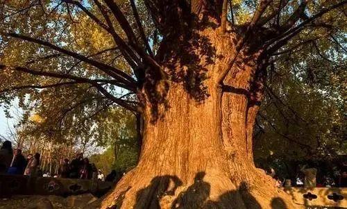 秋天银杏十大绝美诗句，咏上海001号古银杏树