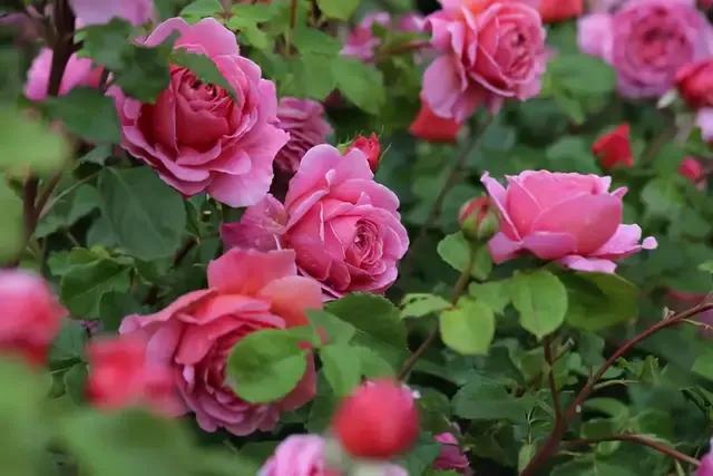 免打扰模式怎么设置，手机免打扰模式在哪里设置（手机免打扰模式开启）