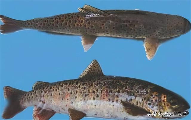 长江名贵鱼前十名，10大凶猛淡水鱼（我国保护的鱼类有87种）