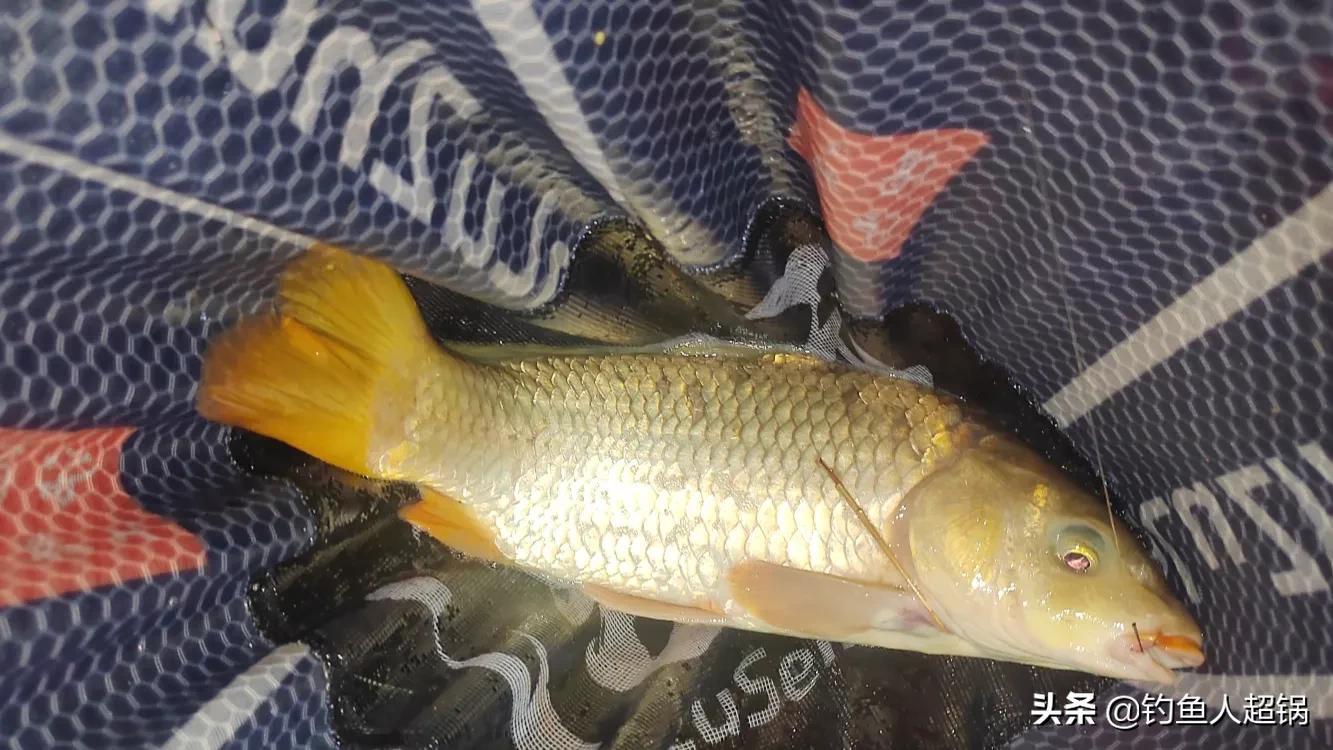 鲤鱼难钓？掌握这几种高效技巧，轻松快速上钩，新手也能秒变钓鱼高手