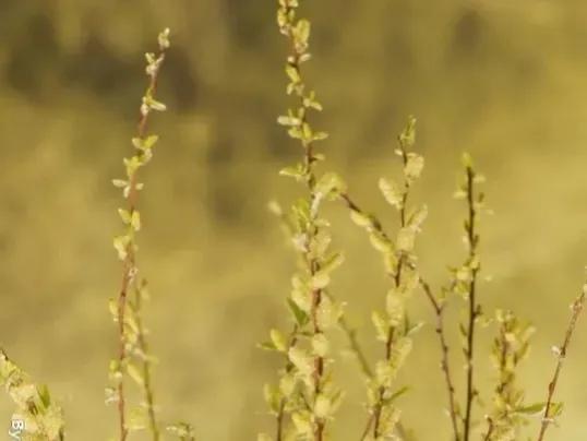 葇荑是什么，葇荑是什么植物（名头最响亮的还是红皮柳）