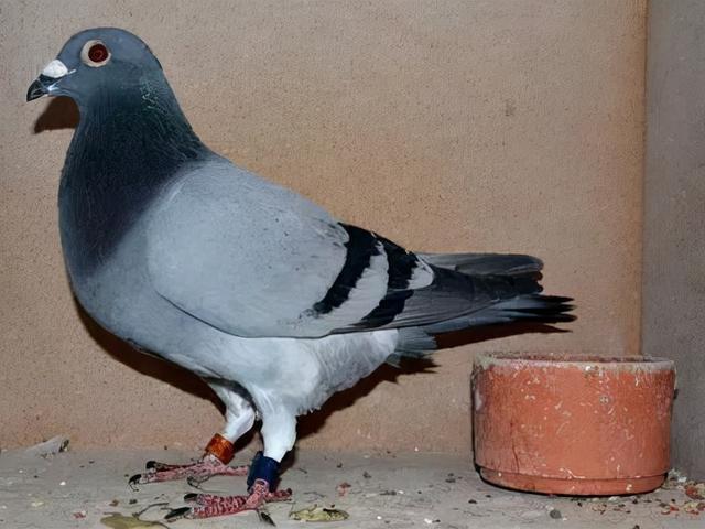 鸽子认识主人要多久，鸽子要养多久才认主人（最常见的8种问题）