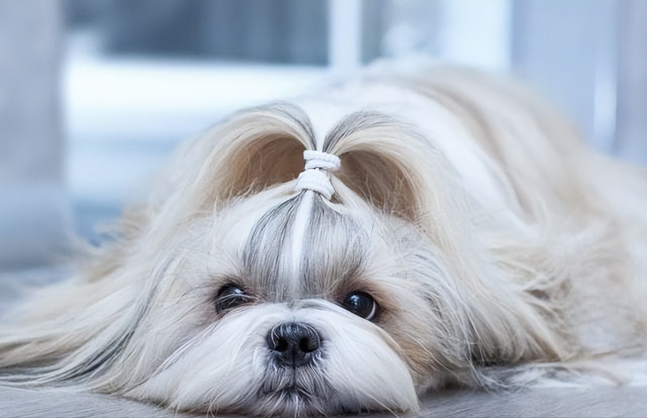 西施犬一天吃多少狗粮 西施犬吃什么狗粮比较好