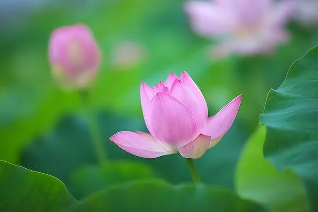 梅花象征什么，梅花象征什么青松象征什么雪花象征什么（中国十大名花排行榜）
