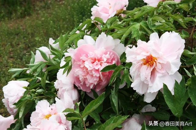 6到8岁的儿童画教程花，教程丨少儿美术课程《牡丹》