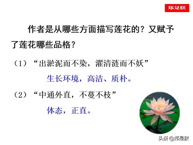 爱莲说原文朗读，爱莲说拼音版原文（部编人教版七年级语文下第17课《爱莲说》周敦颐-诵读+课件）