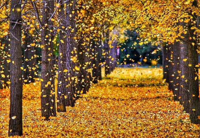 2021年立秋文案短句干净治愈 2021年立秋文案仪式感，2021年立秋文案短句干净治愈（那些藏在文案里的秋天）