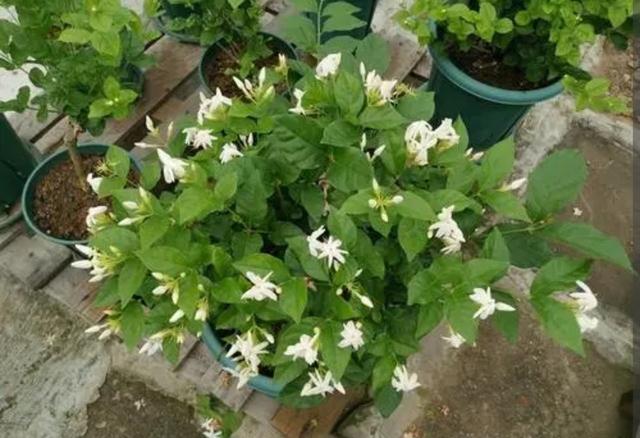 这几种植物秋季开花庭院芬芳，种上一棵就让你家花香四溢（还能再次开花爆盆）