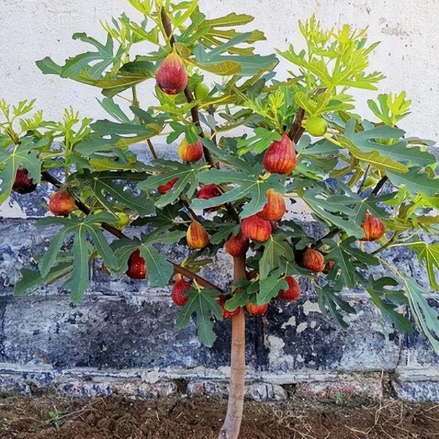 适合北方农家小院种植的果树，适合北方农家小院种植的果树图片（老人说：家里不能乱种树）
