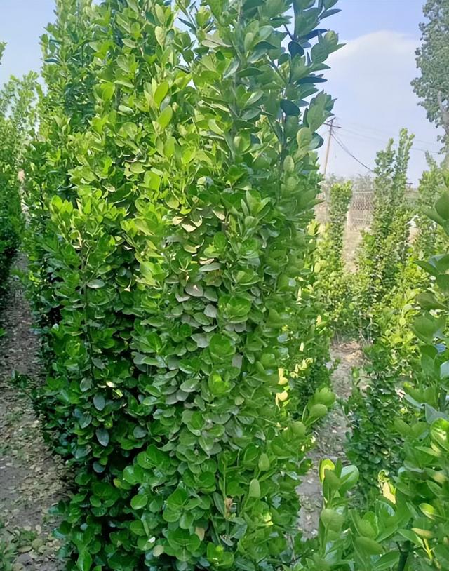 別墅庭院圍牆遮擋植物有哪些,別墅圍牆綠植(看上去