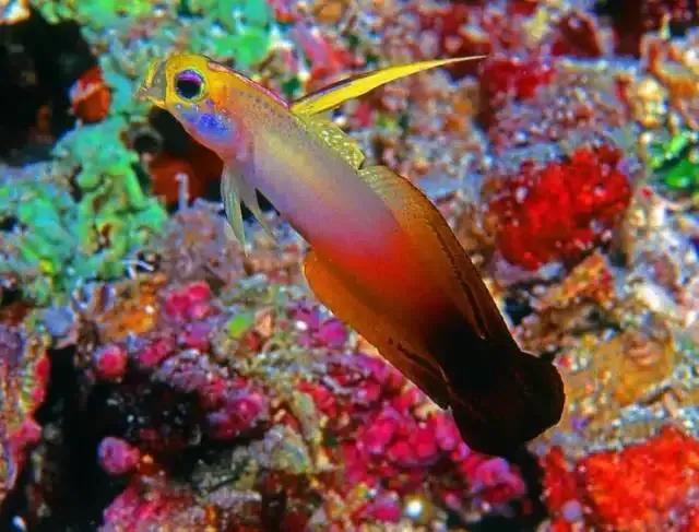 100多种神仙鱼欣赏，鳕鱼图片大全