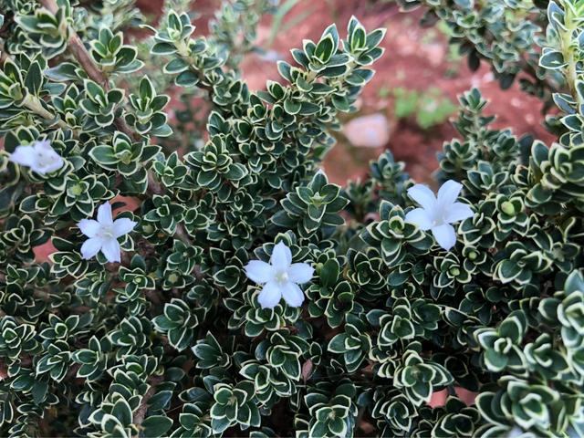 鲜花的花语和花的数目的寓意，鲜花数量的寓意（100种迷人的“数字花”）