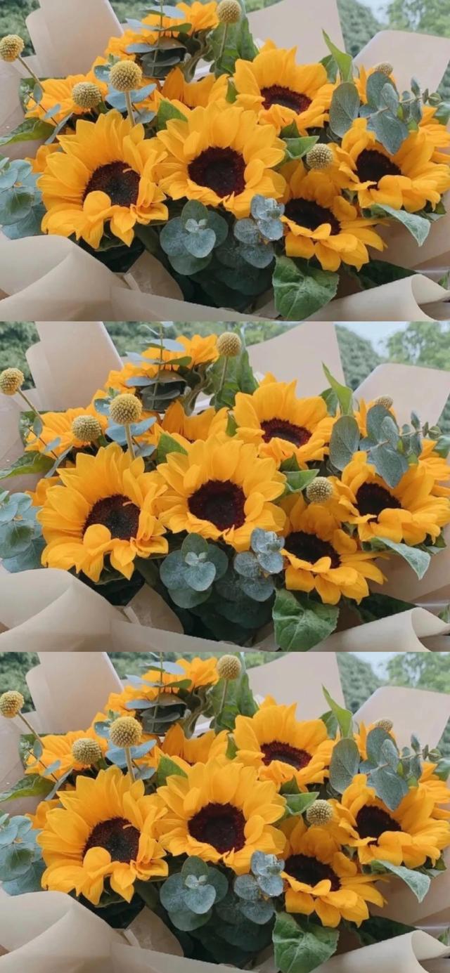 向日葵简短唯美句子,向日葵简短唯美句子图片(唯美向日葵壁纸)