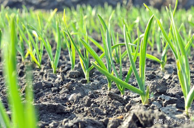 如何种大蒜头，一掰一剪两头浇水