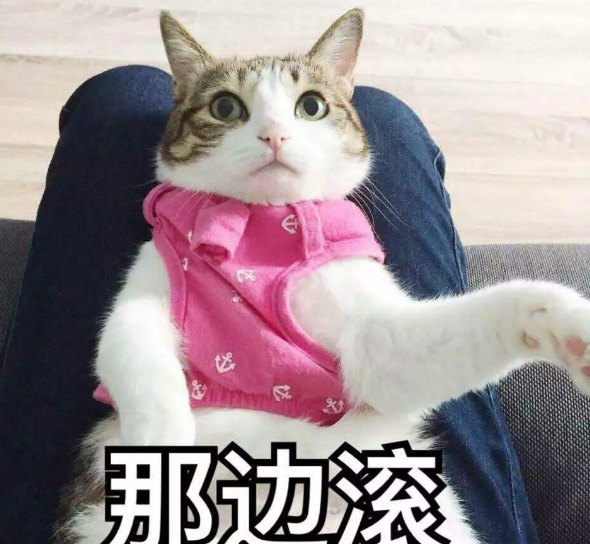 猫的记忆有多久，小猫几个月有记忆（20个养猫冷知识）