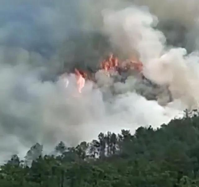 蝴蝶的外形特点描写简单介绍，蝴蝶的外形（那只美丽的黑蝴蝶）