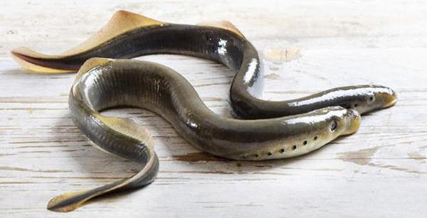 白色的鱼是什么鱼，白色的观赏大鱼是什么鱼（黑龙江鱼类之“三十二杂鱼”图谱）