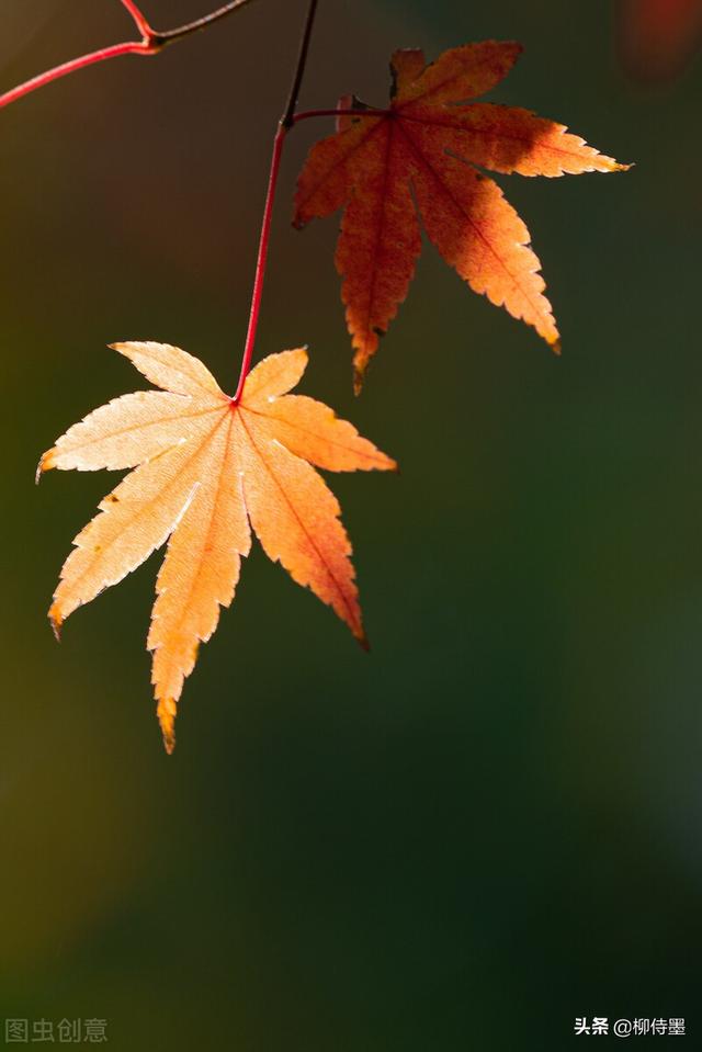 怎么拍照片好看，手机怎么拍照片好看（照片不能“瞎拍”）