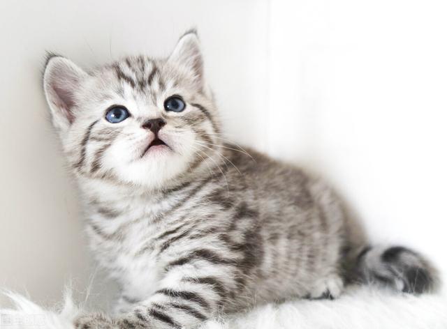 怎么分辨猫的公母，猫怎么分公母（猫咪之间怎样辨别雌雄）