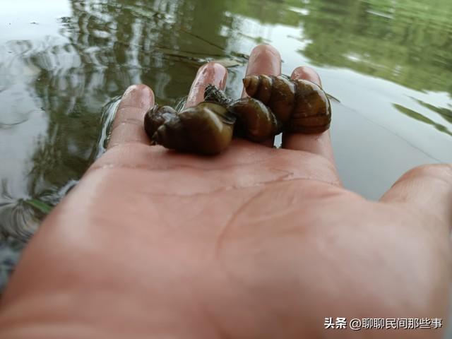 田螺姑娘的故事，田螺姑娘的故事主要讲了什么（民间故事：田螺姑娘）