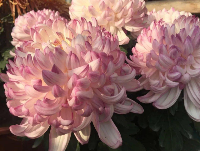 菊花有哪几种颜色，菊花的颜色（菊花的颜色是深还是浅）