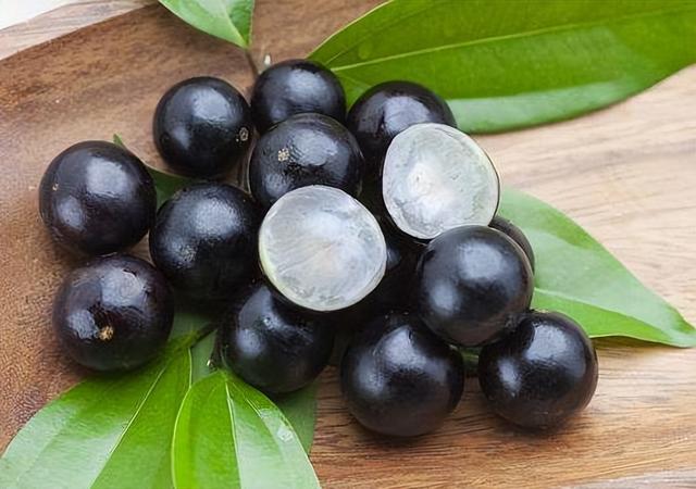 嘉宝果树种植的注意事项，嘉宝果种植方法和技巧是什么