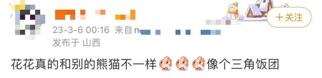 ​游客认错花花，就是那个三角形饭团~