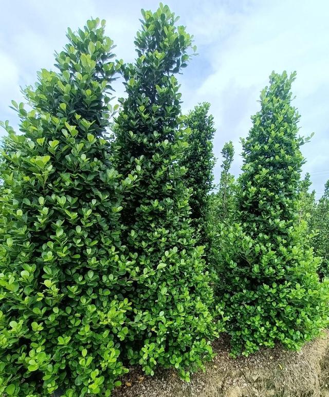 别墅庭院围墙遮挡植物有哪些，别墅围墙绿植（看上去“清清爽爽”）