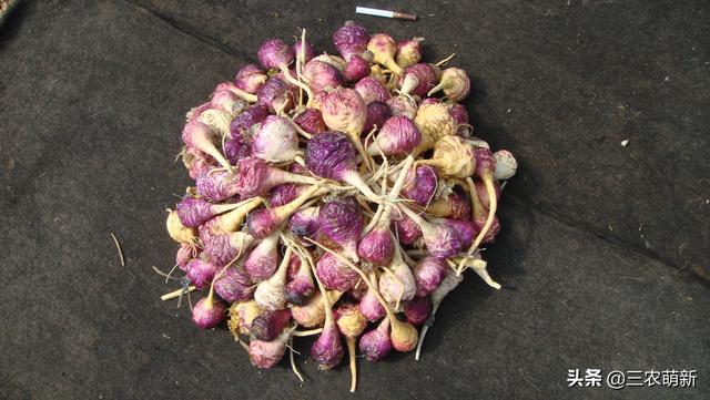 玛卡是什么东西，玛卡药店有卖的吗（玛咖：人称南美人参）