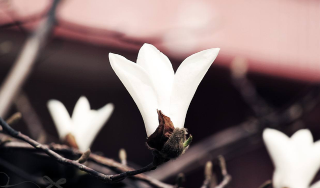 描写玉兰花开的句子，诗词鉴赏-玉兰花开春自来