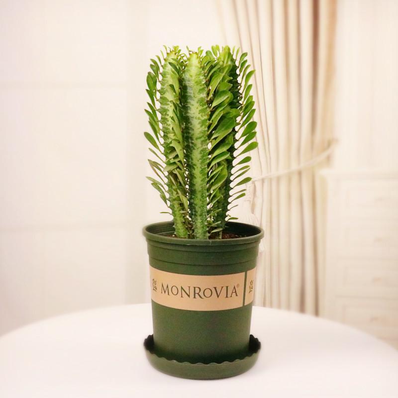 马齿苋多少钱一棵，马齿苋药材价格（堪称“死不了”）