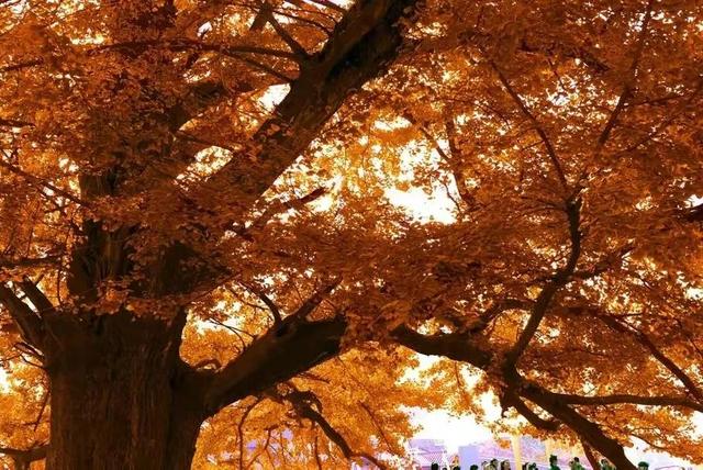 秋天是一个什么样的季节，秋天是一个什么样的季节写一段话（分享绝美秋色：叠翠流金）
