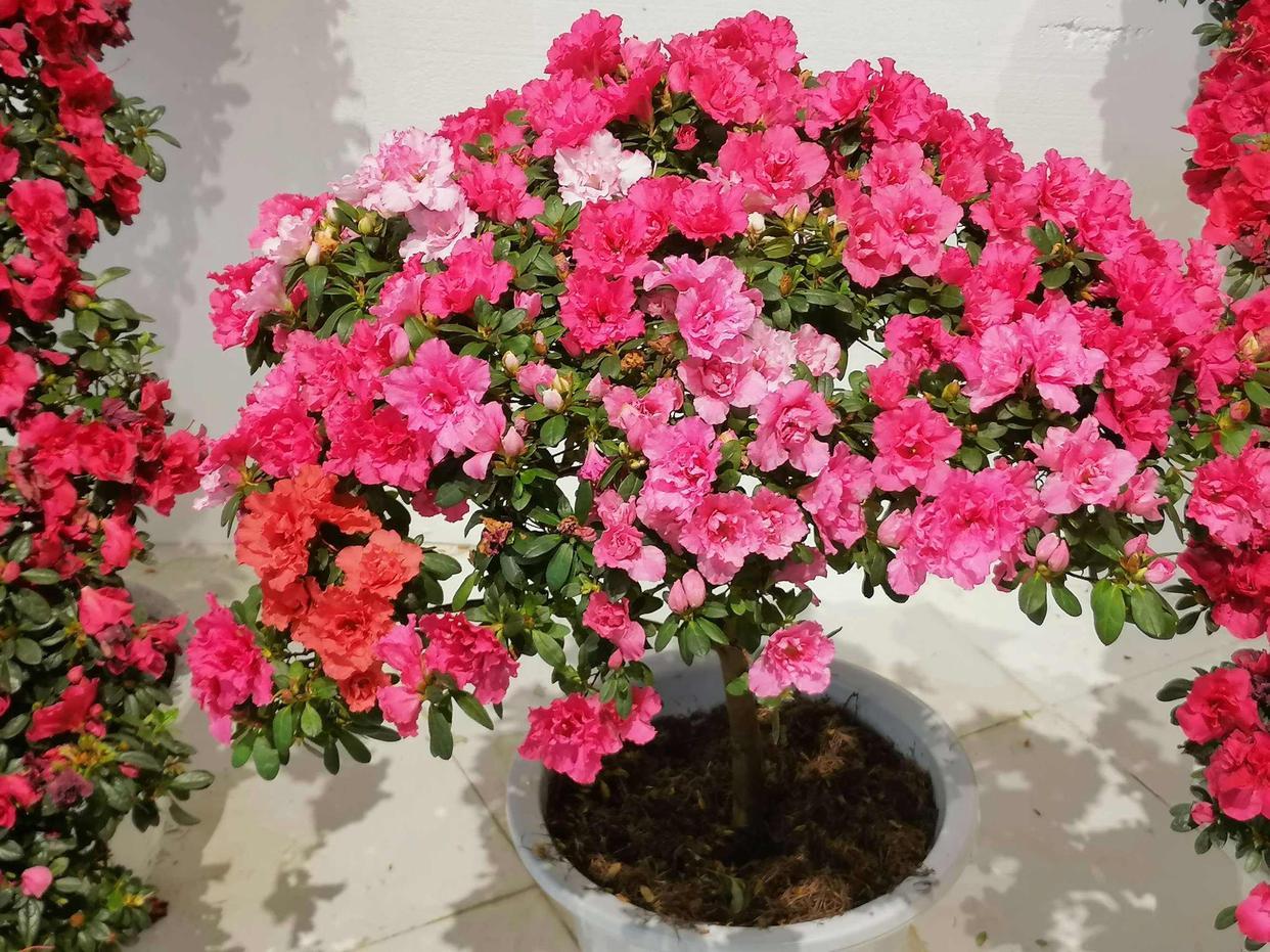 红杜鹃的栽培方法红杜鹃的养护技术 红杜鹃怎么养植，红杜鹃的栽培方法红杜鹃的养护技术（简单“3招”）