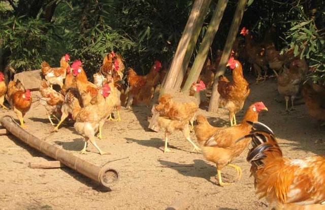 国家地理标志保护产品，黑龙江省十大著名国家地理标志保护产品是什么（江西的国家知识产权局认定的国家地理标志保护产品）