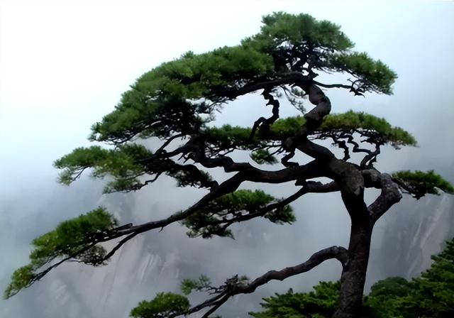 世界最珍贵的树木排名是什么，世界上最名贵的树木是叫什么名字（我国3棵“贵族名树”）