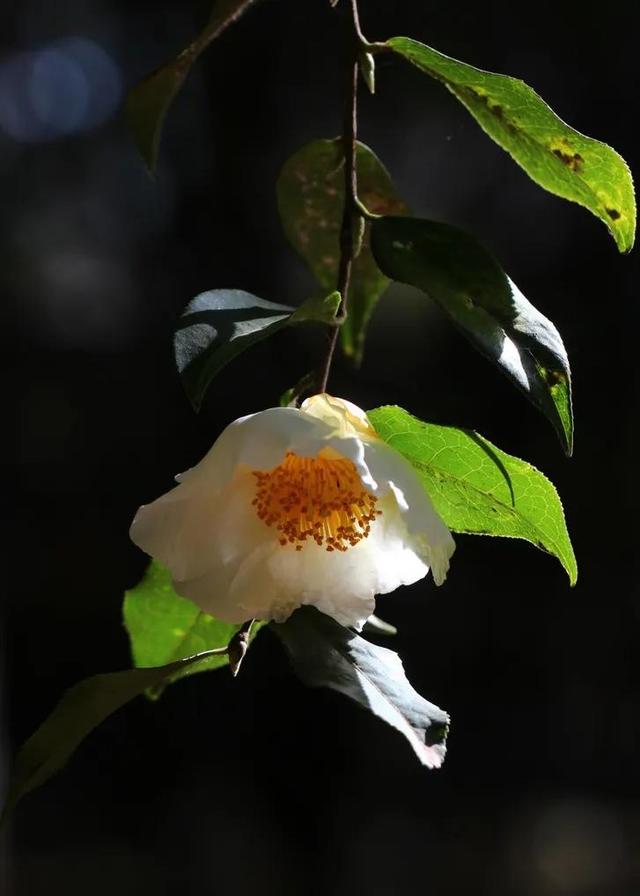 鲜花的花语和花的数目的寓意，鲜花数量的寓意（100种迷人的“数字花”）