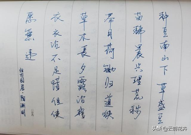 嫩芽的意思指什么，嫩芽的意思（一字一故事——苗）