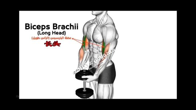 快速练好肱二头肌锻炼方法，快速练肱二头肌的方法（肱二头肌怎么练）