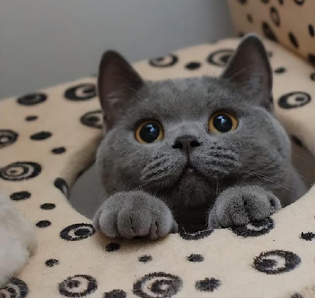 英短蓝猫容易生什么病，蓝猫“遗弃率高”不是没有道理