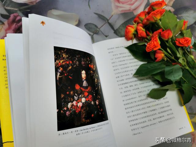 玫瑰的花语和它的传说，玫瑰的花语和它的传说有关（花朵在人类文明中的历史故事）