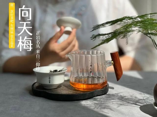 武夷岩茶之马头岩九龙窠肉桂，武夷岩茶入门