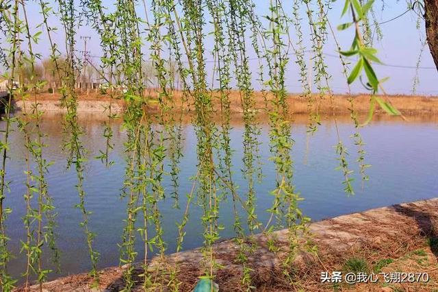 等待绽放作文高三700字 等待绽放的优秀作文，等待绽放作文高三700字（漫画作文：静待花开）