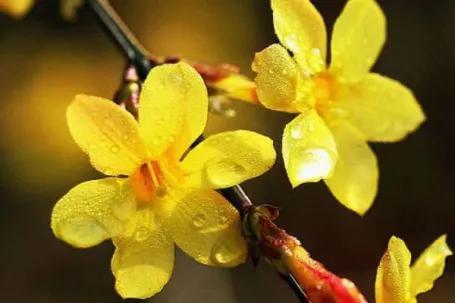 梧桐花的花语和寓意，爱校园——花花世界