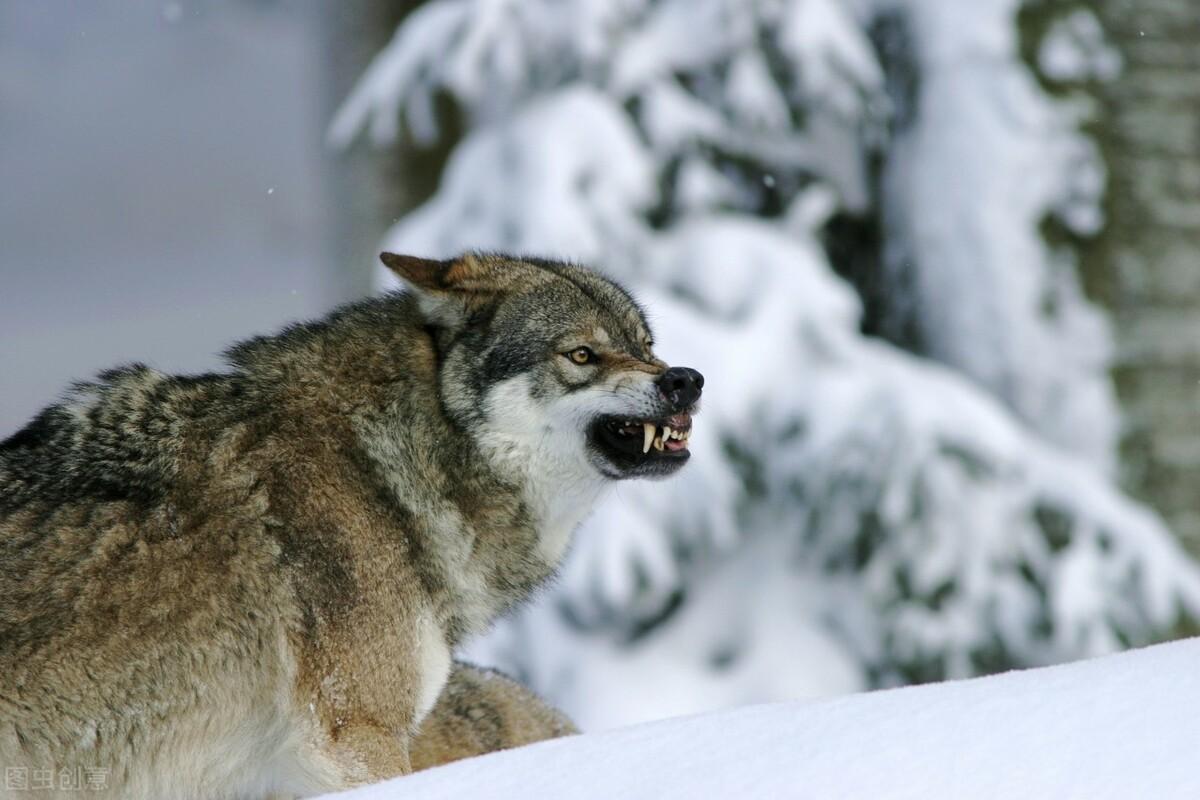 梦见被狼追咬是什么意思,野猪杀进狼窝-解梦-荣耀易学
