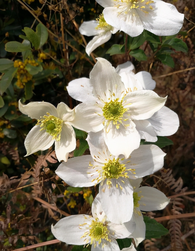 花，花好月圆人长久（72种鲜花欣赏图片）