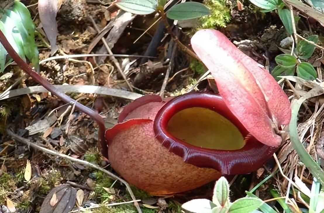 食人花图片(国家植物园里出现) - 赤虎壹号