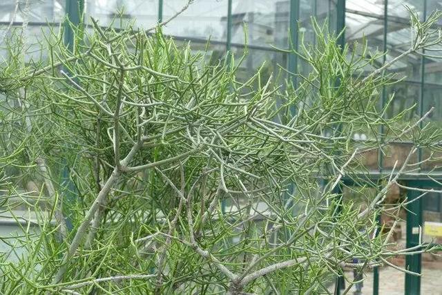 节节草治痔疮，节节草有什么功效（这些植物打着“光棍”活着）